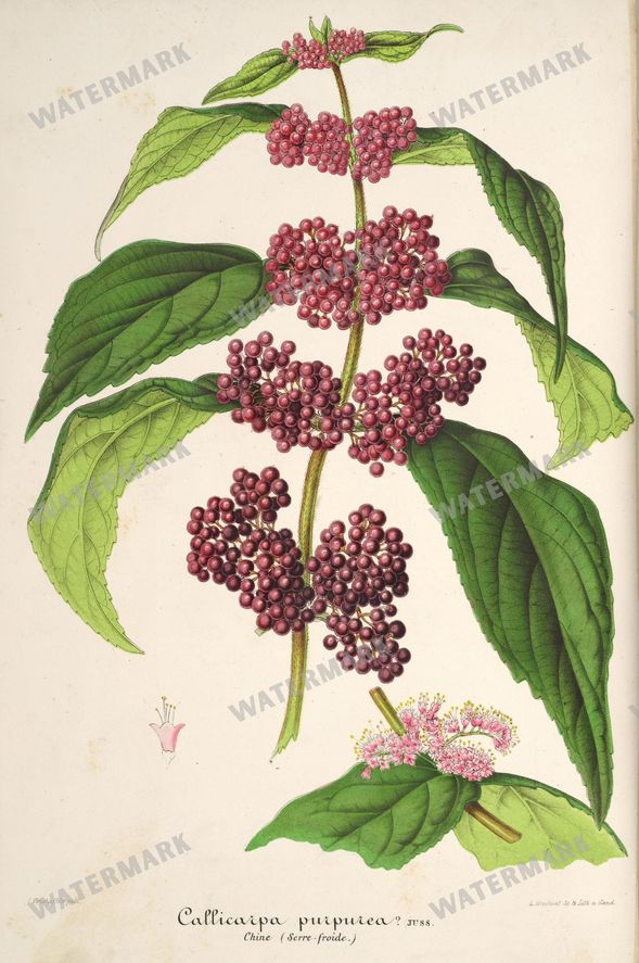 Floral Illustrations