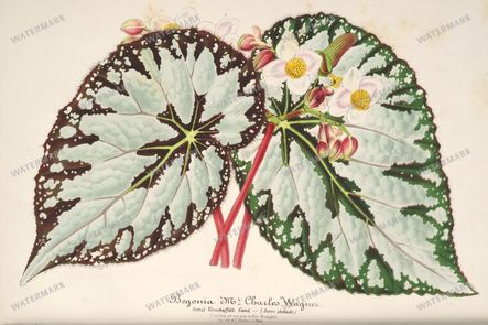 Floral Illustrations