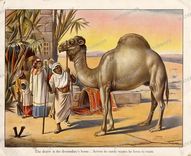 Animals Vintage Prints