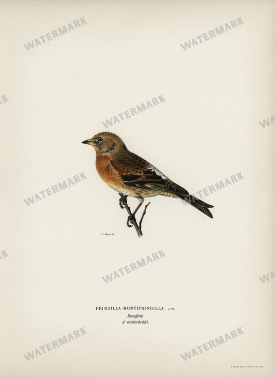 Birds Vintage Prints