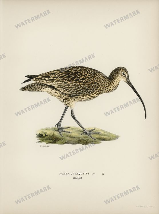 Birds Vintage Prints