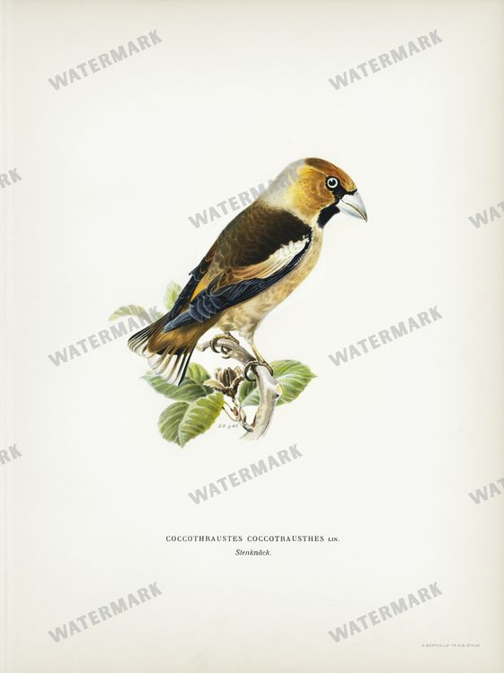 Birds Vintage Prints