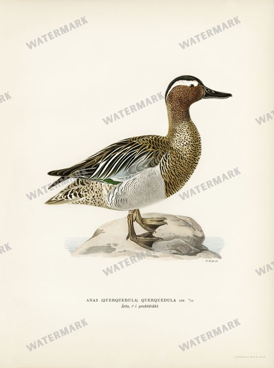 Birds Vintage Prints