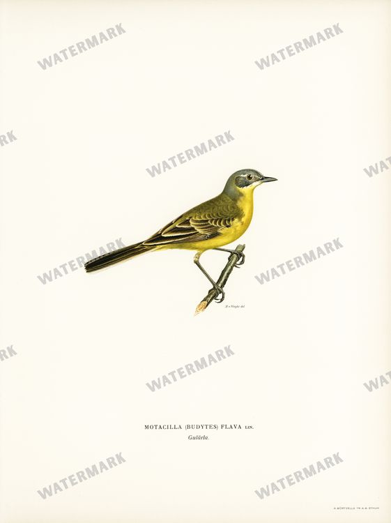 Birds Vintage Prints
