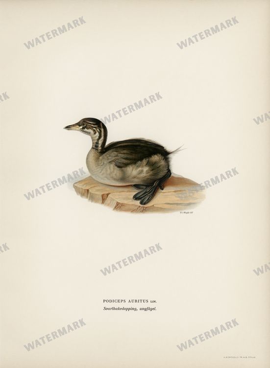 Birds Vintage Prints