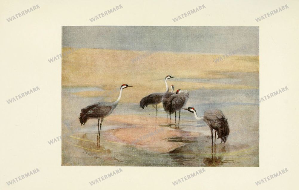 Birds Vintage Prints