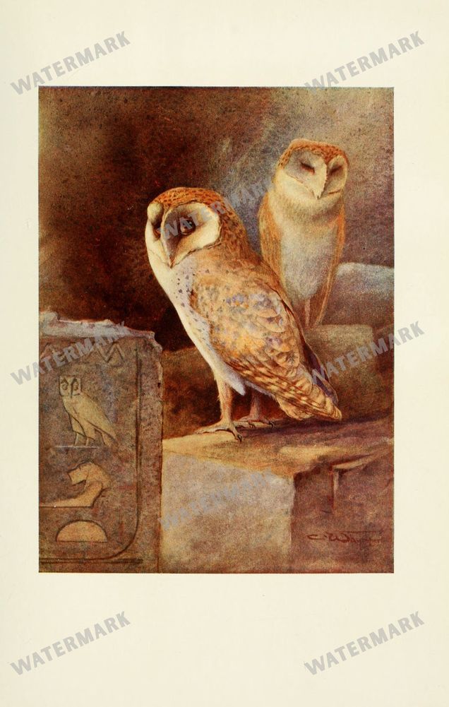 Birds Vintage Prints