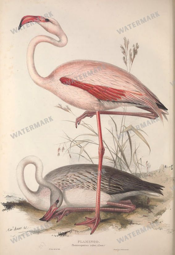 Birds Vintage Prints