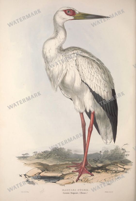 Birds Vintage Prints