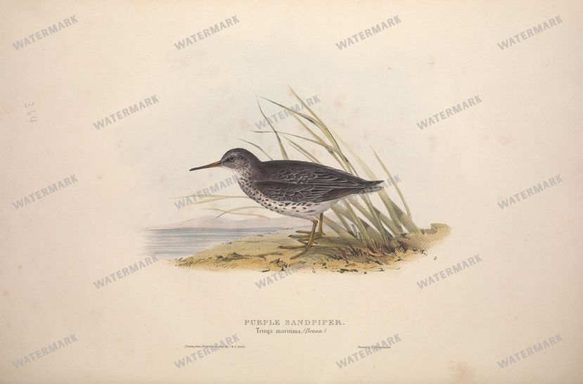 Birds Vintage Prints