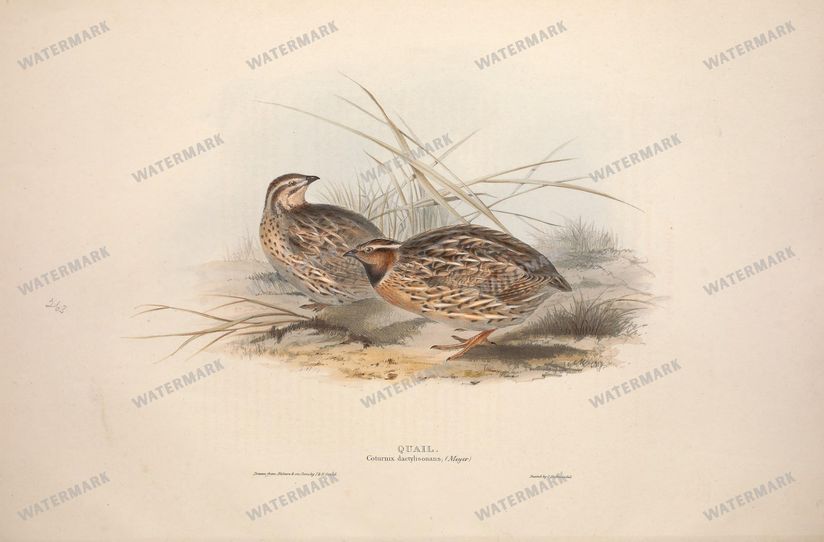 Birds Vintage Prints