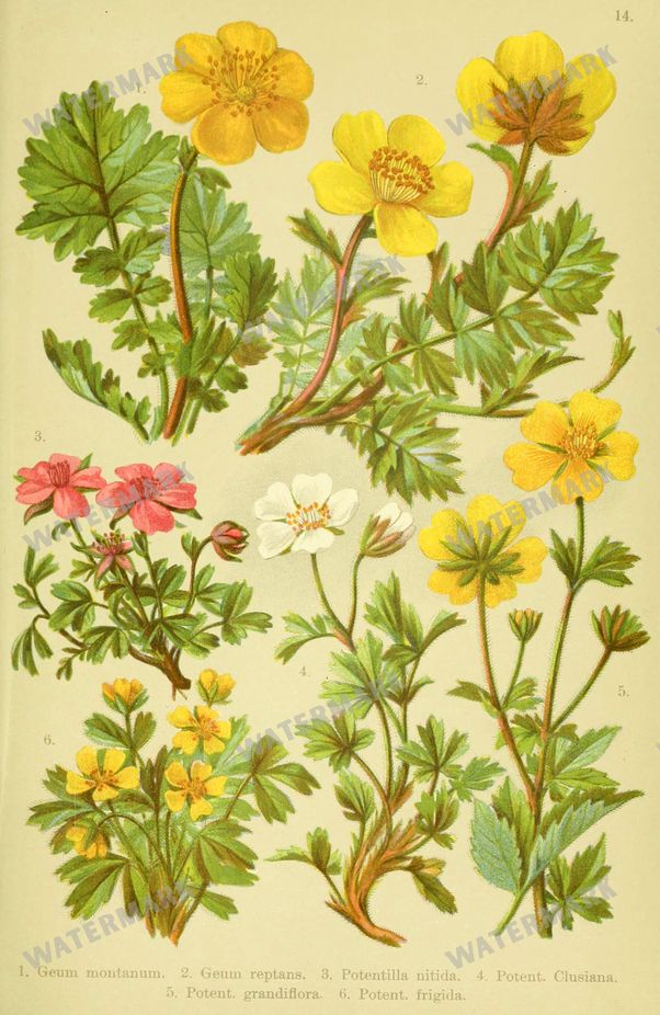 Botanical Alpen-Flora Vintage Prints