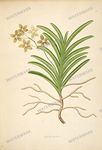 Botanical Plant Vintage Prints