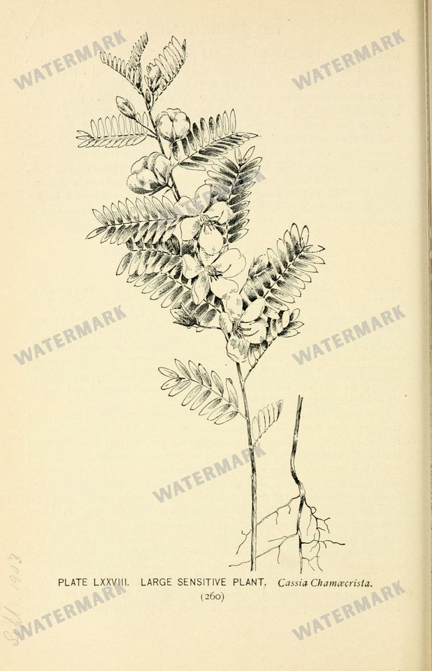 Botanical Sketches Vintage Prints