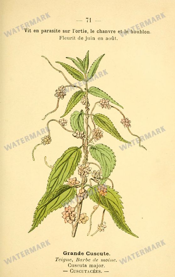 Botanical Vintage Prints