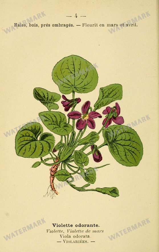 Botanical Vintage Prints