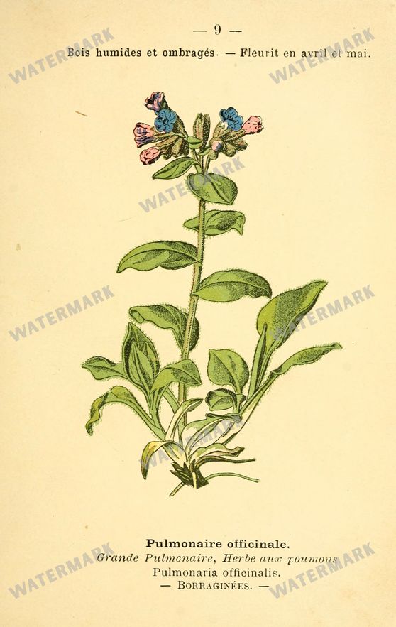 Botanical Vintage Prints