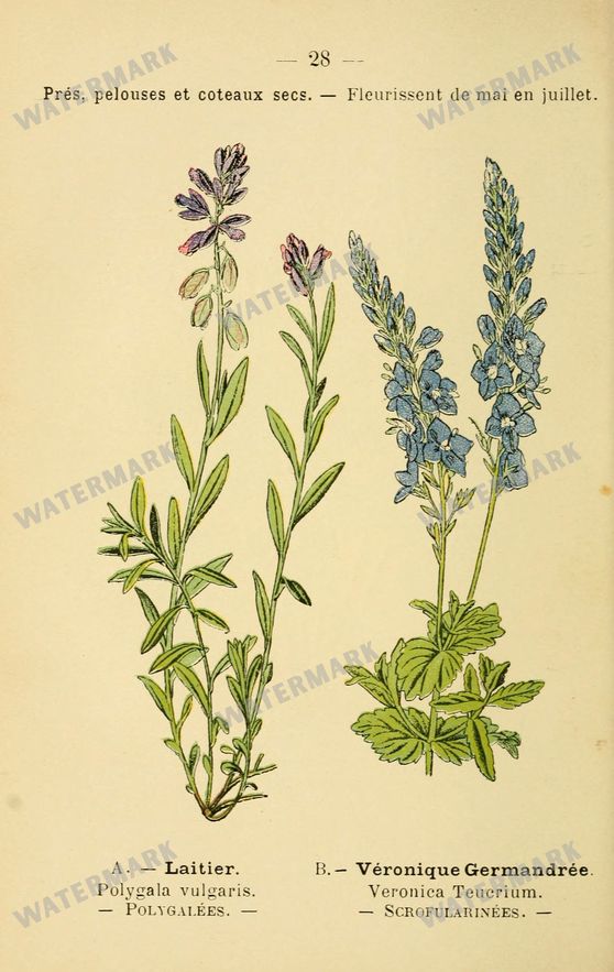 Botanical Vintage Prints