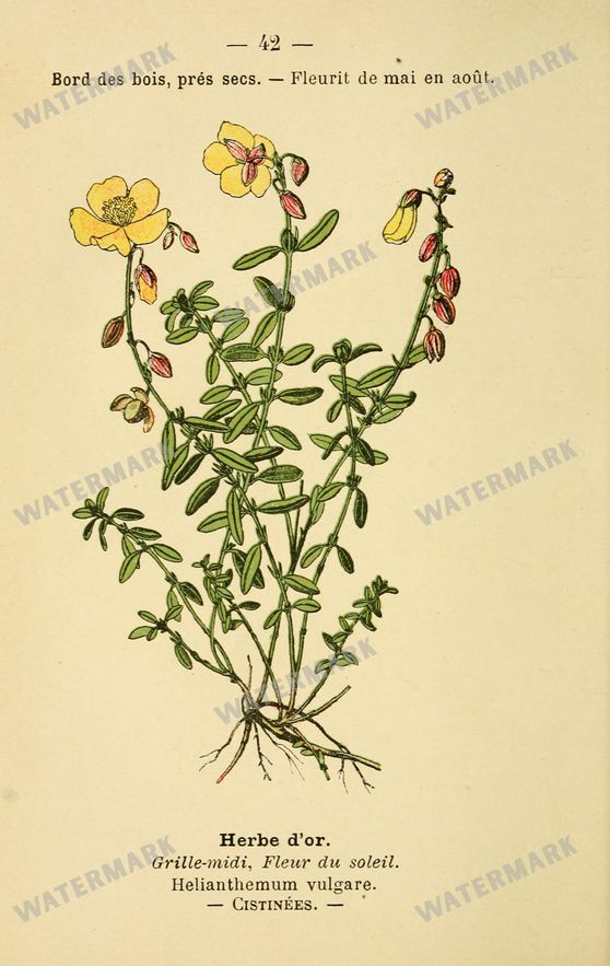 Botanical Vintage Prints