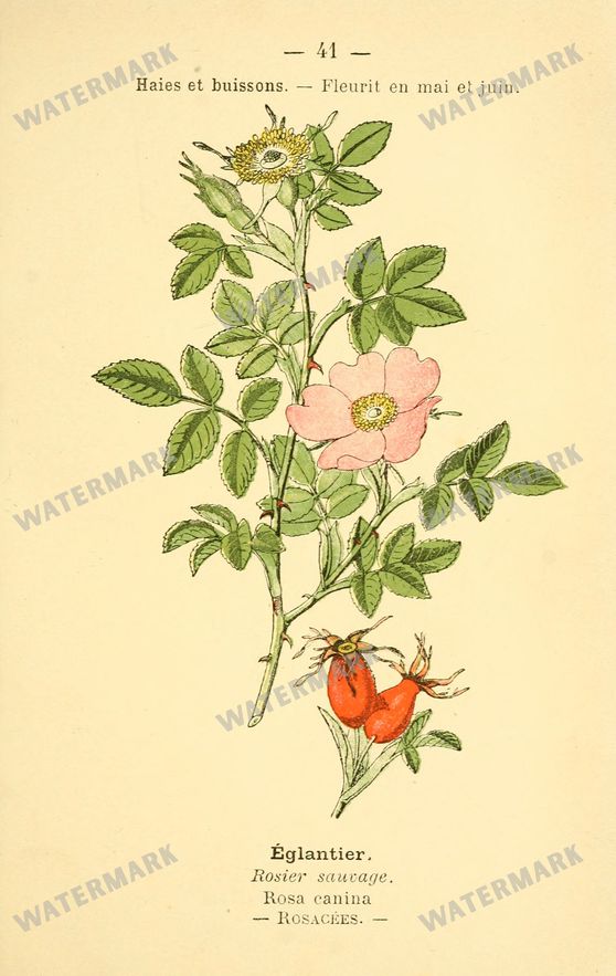 Botanical Vintage Prints
