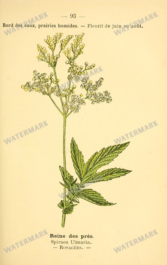 Botanical Vintage Prints