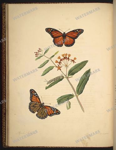 Botanical Vintage Prints