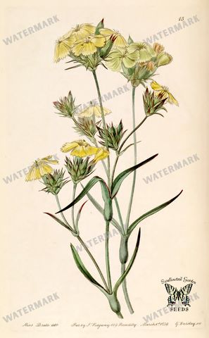 Botanical Vintage Prints