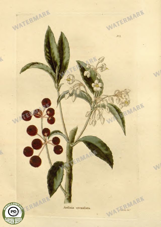 Botanical Vintage Prints