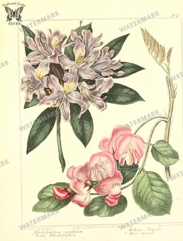 Botanical Vintage Prints