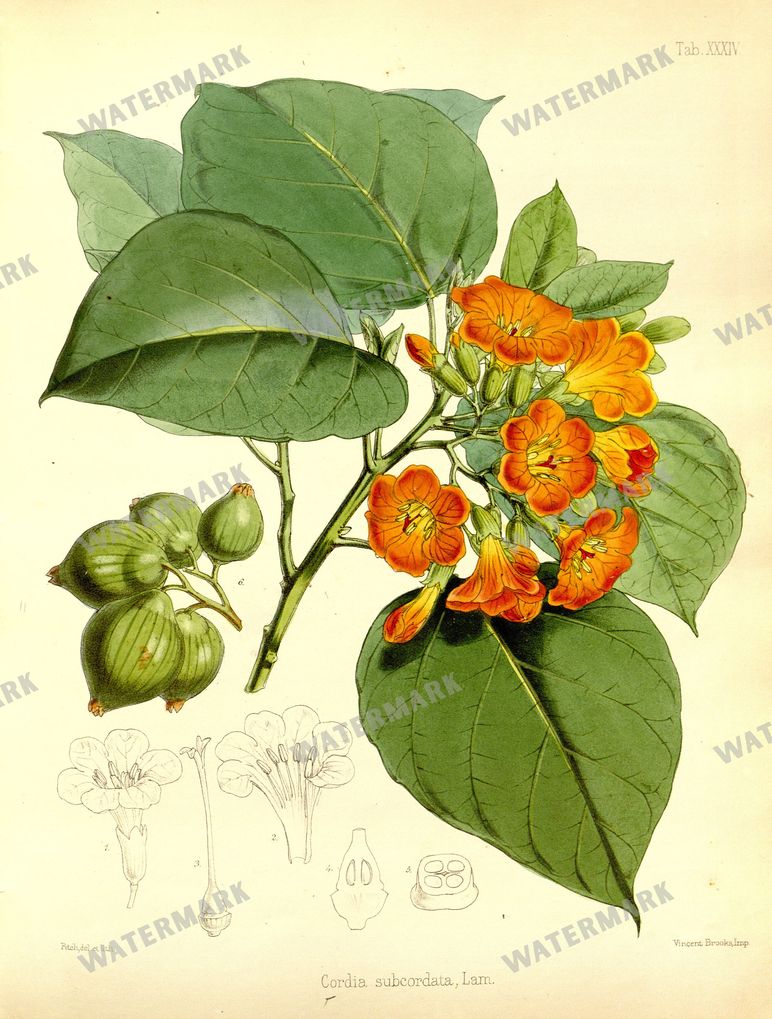 Botanical Vintage Prints