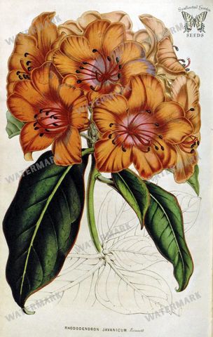 Botanical Vintage Prints