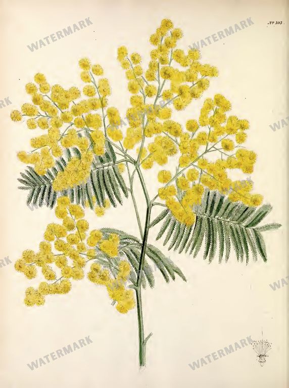 Botanical Vintage Prints