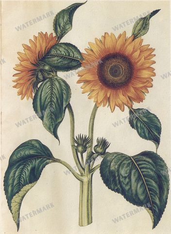 Botanical Vintage Prints