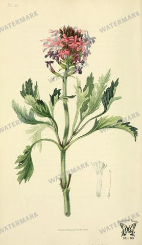 Botanical Vintage Prints