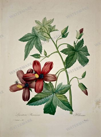 Botanical Vintage Prints