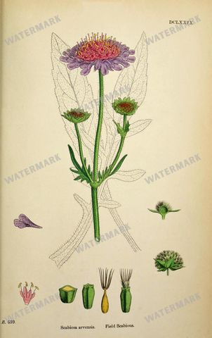 Botanical Vintage Prints