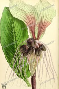 Botanical Vintage Prints