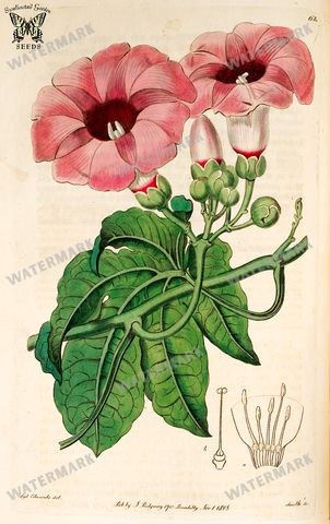 Botanical Vintage Prints