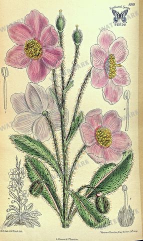 Botanical Vintage Prints