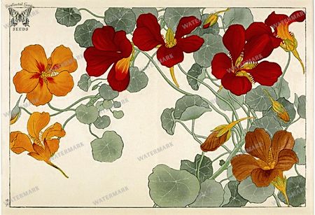 Botanical Vintage Prints