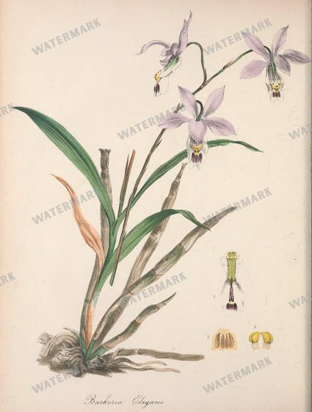Botanical Vintage Prints