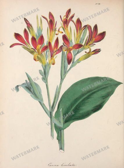 Botanical Vintage Prints