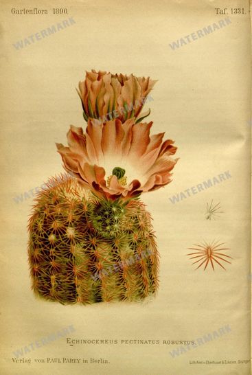 Botanical Vintage Prints