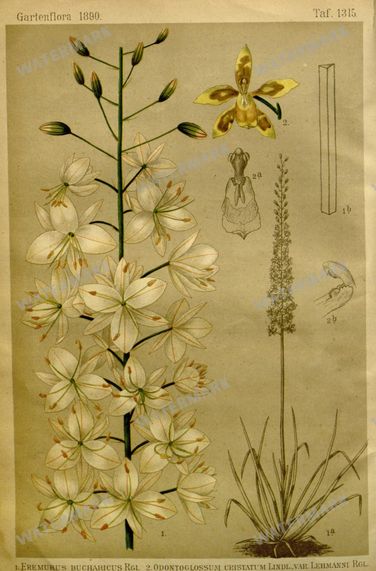 Botanical Vintage Prints