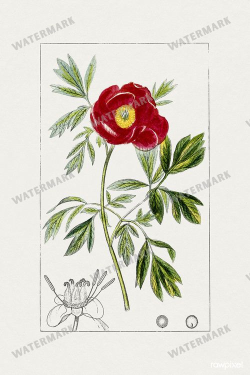 Botanical Vintage Prints