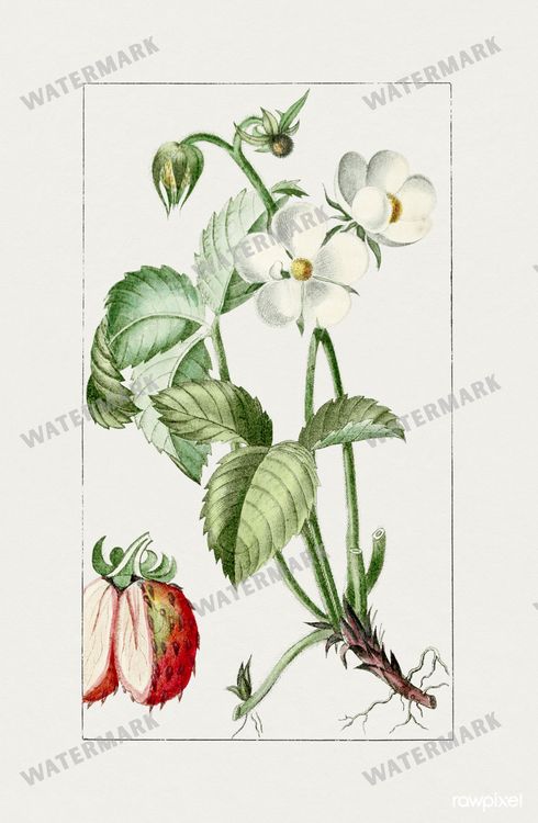 Botanical Vintage Prints
