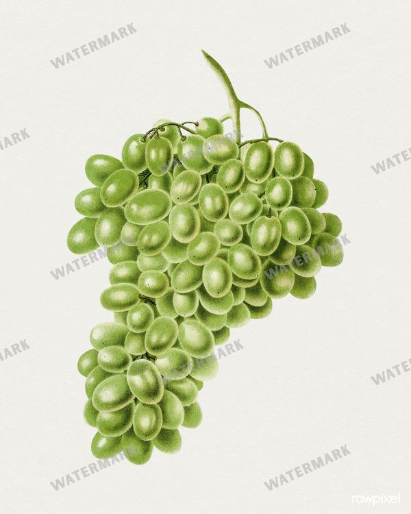 Botanical Vintage Prints