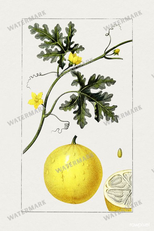 Botanical Vintage Prints