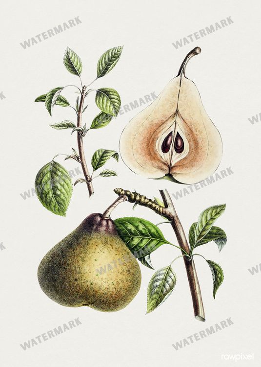 Botanical Vintage Prints
