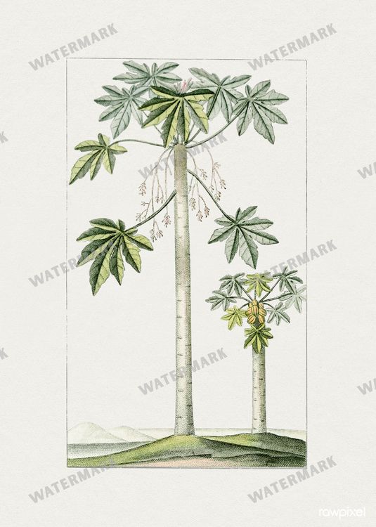 Botanical Vintage Prints